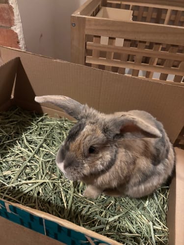 Customer photo review of Timothy Hay Box 'Blend'