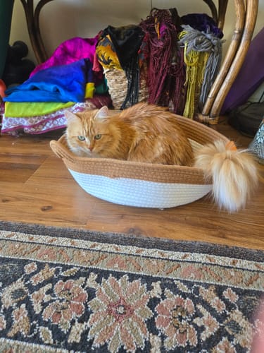 Customer photo review of Instinct Basket | Meet the first research-backed natural territory for indoor cats