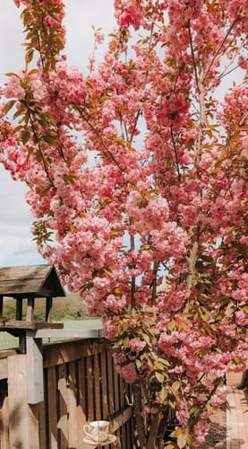Reviewer's photo of a pink flowering tree edited with the BOHO WEDDING LIGHTROOM PRESETS.