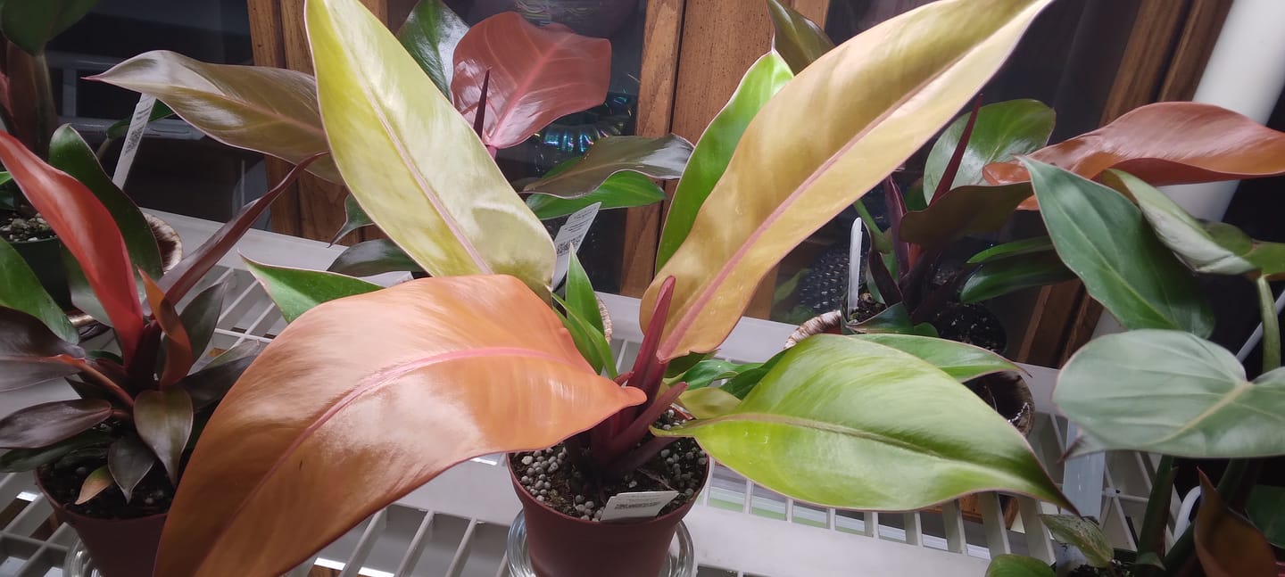 Customer photo review of Philodendron 'Prince of Orange'