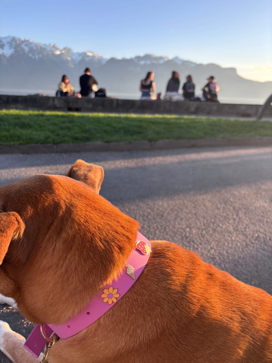 Customer photo review of Moodies Collar
