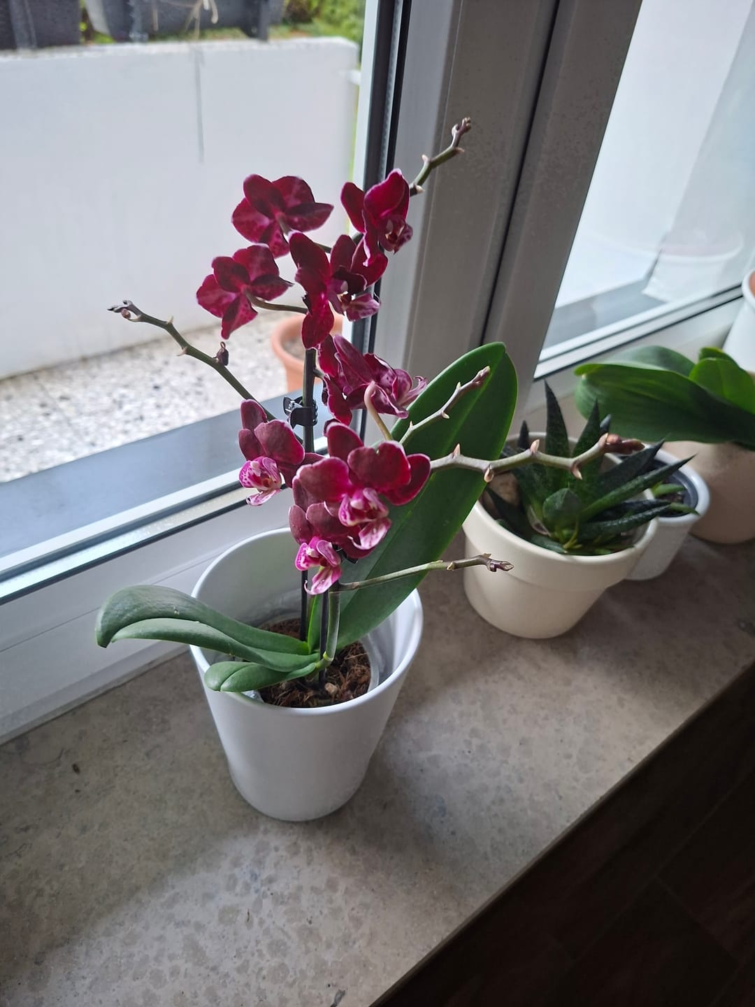 Customer photo review of Table Dance Aliyah Black mit dunkelroten Blüten und 2+ Rispen