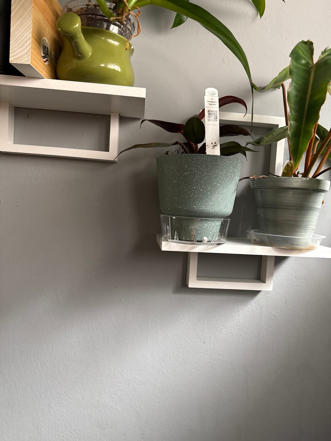 Customer photo review of Philodendron 'Sun Red'