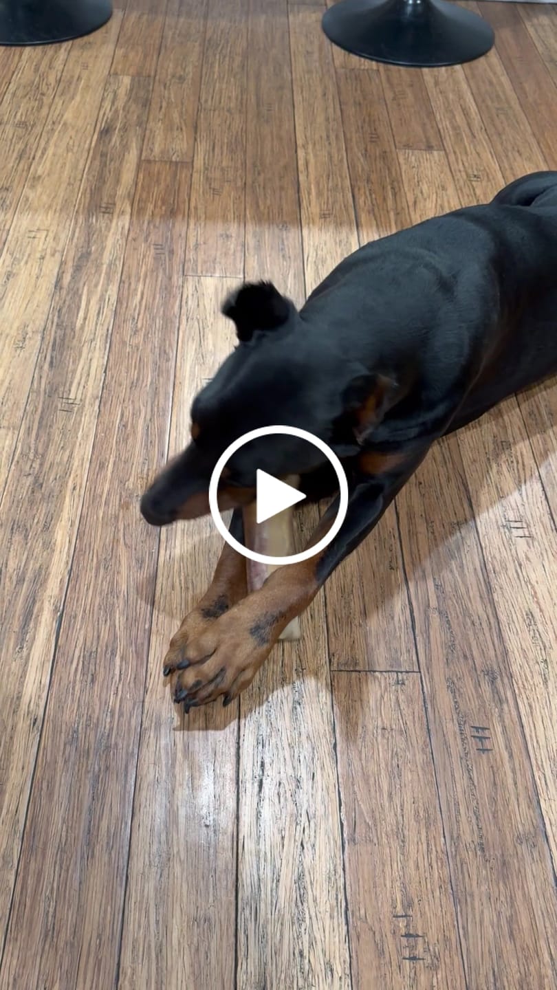 Customer video review of Large Dog Black Friday Bundle (Your 12oz Jerky+2 Large Bones+12" Hick. Bully)