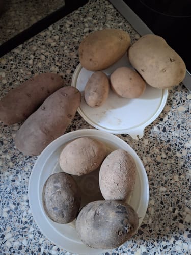 Kunde zeigt die verschiedenen rohen Kartoffeln aus der Gourmet-Kartoffel Box auf einer Arbeitsplatte.