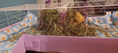 Customer photo review of Meadow Hay Box