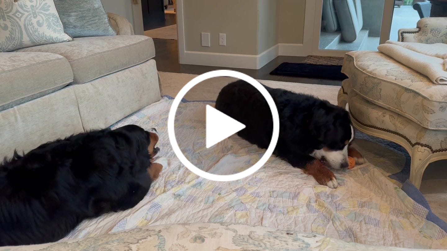Customer video review of Pumpkin Yak Chews