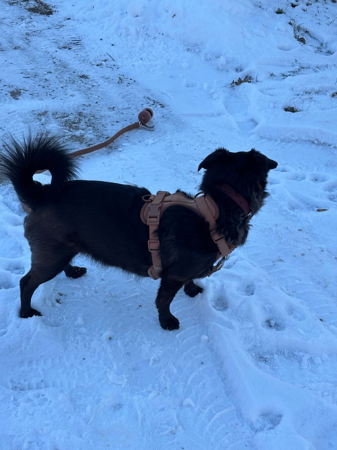 Customer photo review of Wurmtest Pro Hund
