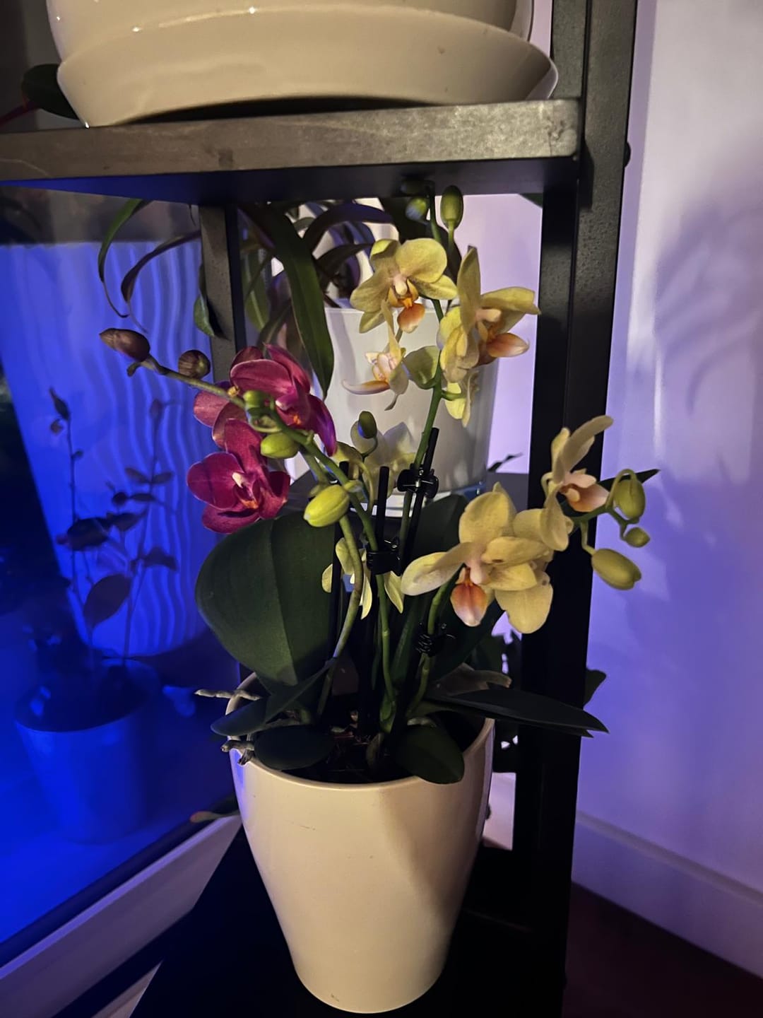 Customer photo review of Cocktail Orchidee mit violett-weißen Blüten und 5+ Rispen