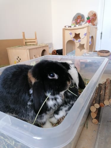 Customer photo review of Meadow Hay Box