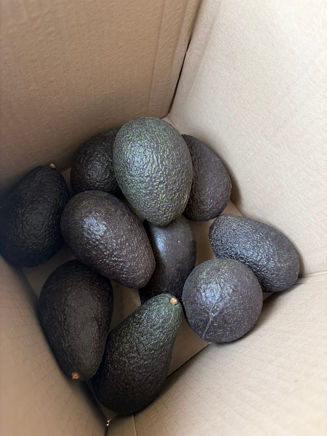 Foto de cliente de la caja de paltas Hass Chilenas, luciendo oscuras y enteras.