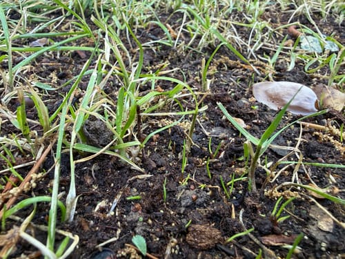 Customer photo review of GCI Turf Spreader Elite Grass Seed