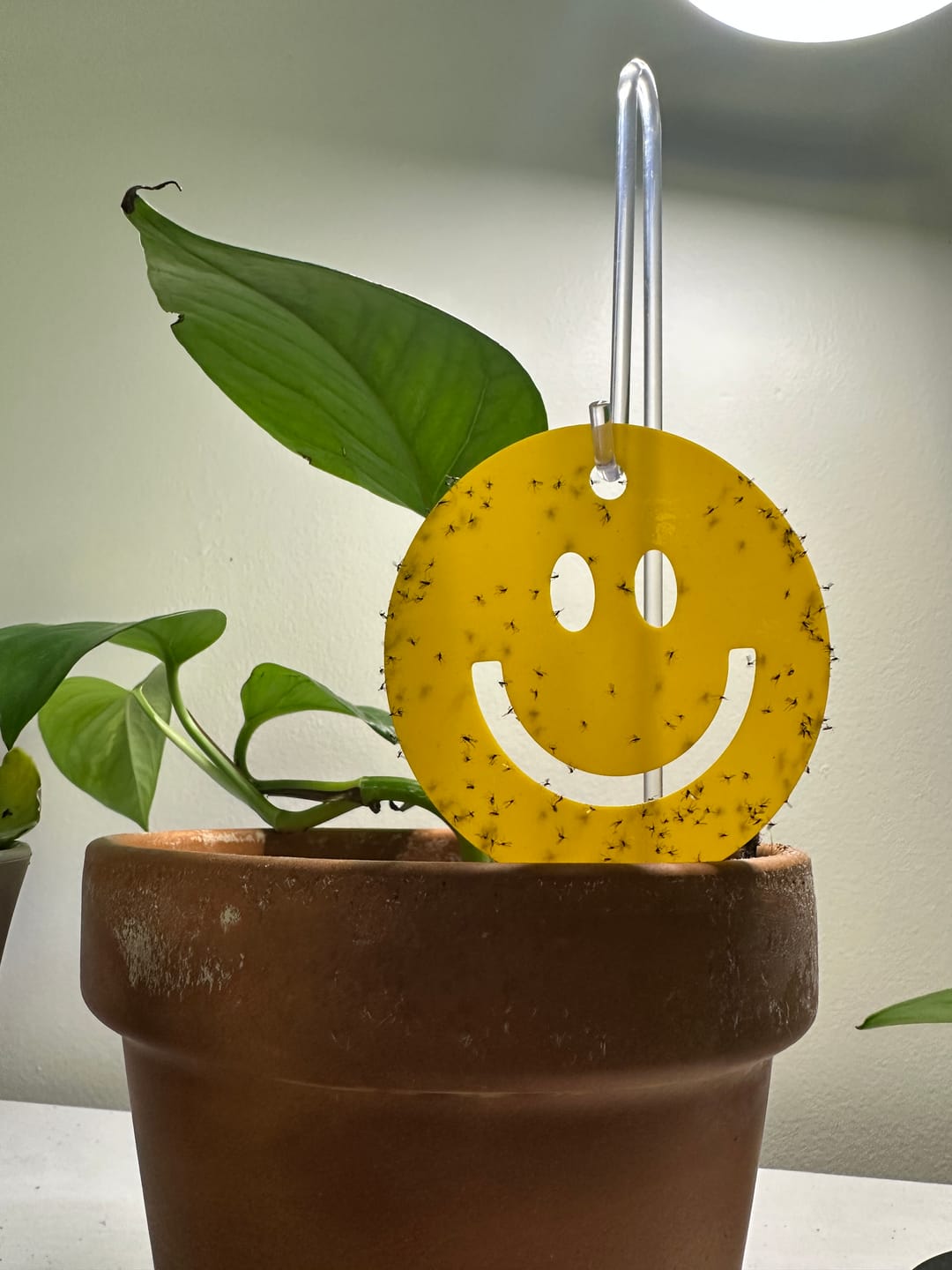 Customer photo review of Killer Smiles