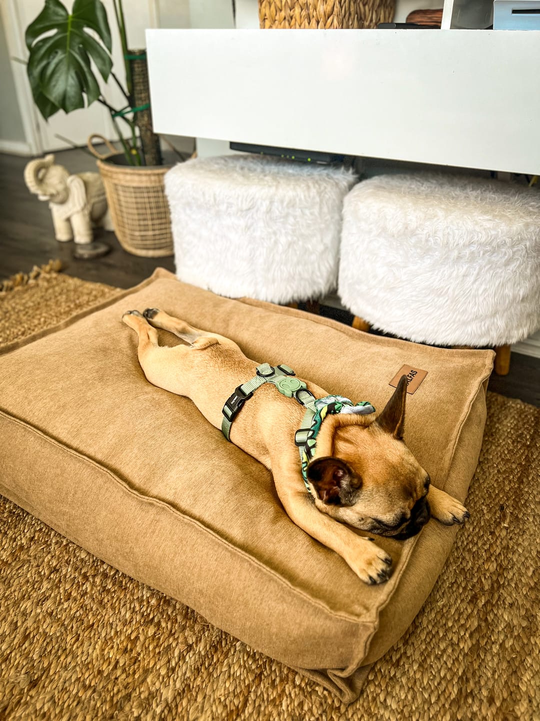 Customer photo review of Cama Cojín Canela