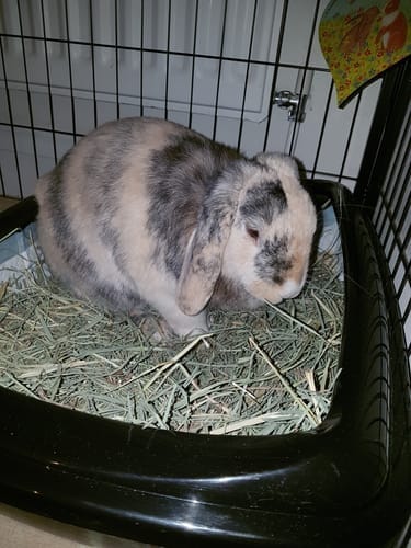 Customer photo review of Orchard Hay Box