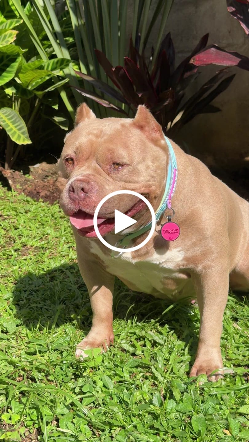 Customer video review of Cushioned Martingale Collar - Pastel Icing
