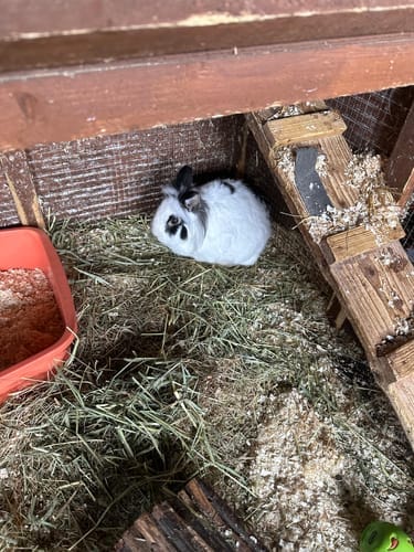 Customer photo review of Orchard Hay Box