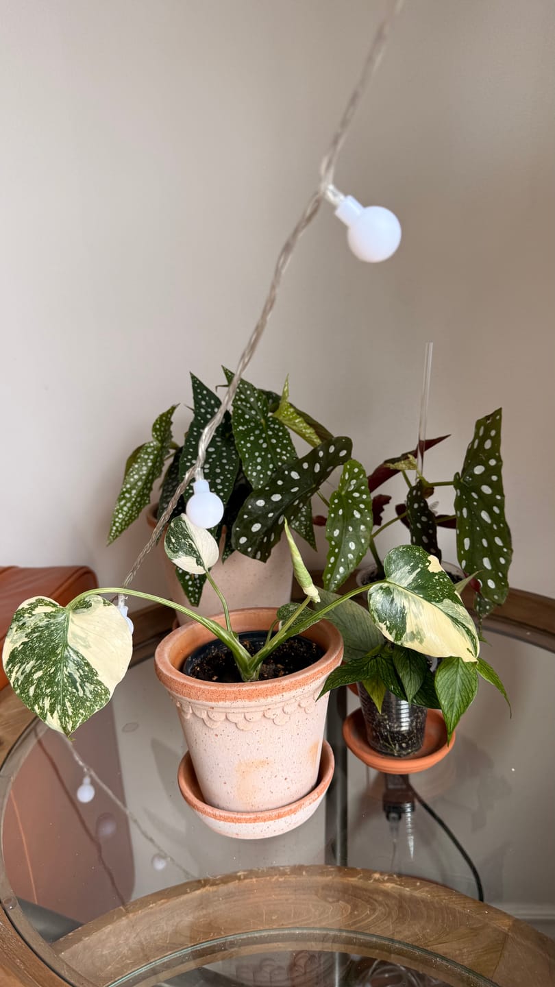 Customer photo review of Kelpy Food for Plants