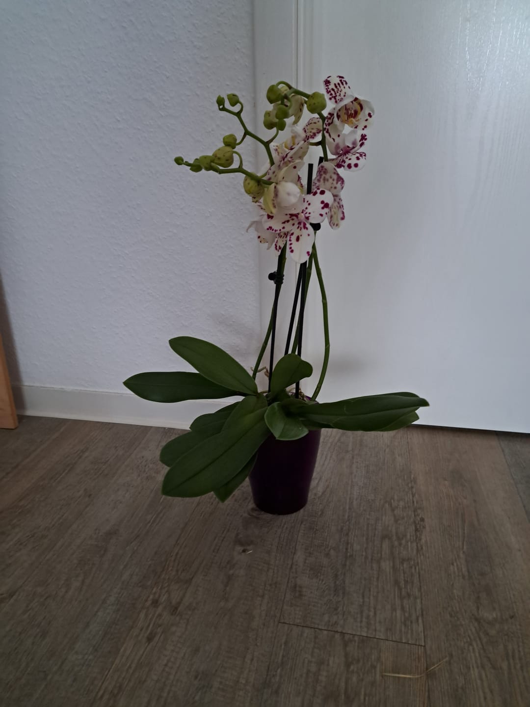 Customer photo review of Große Two of Us Expressions mit weiß-gefleckten Blüten und 4 Rispen