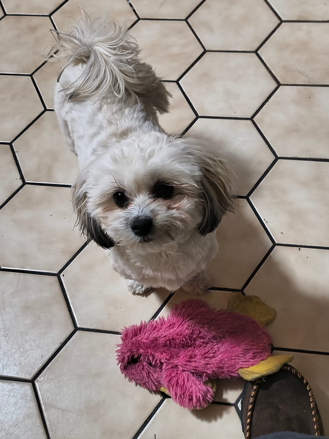 Customer photo review of 6 Inch Thick Bully Stick