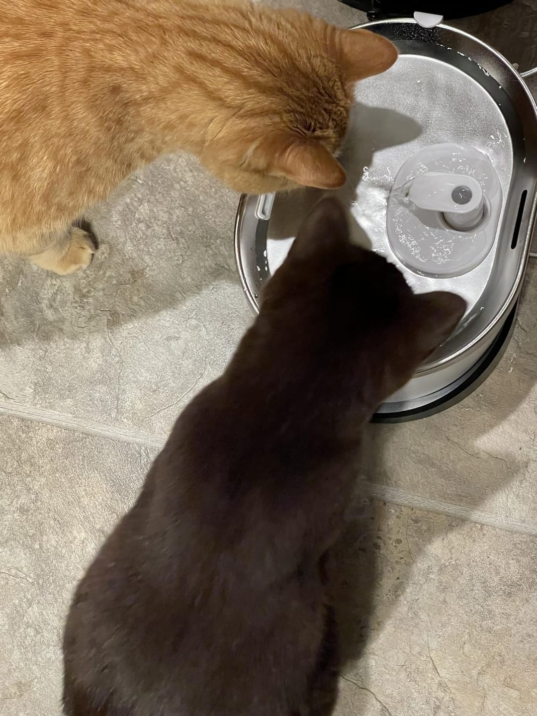 Customer photo review of EverMount Battery-Operated Pet Water Fountain