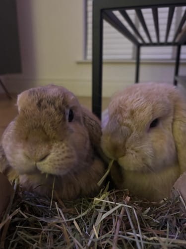 Customer photo review of Meadow Hay Box