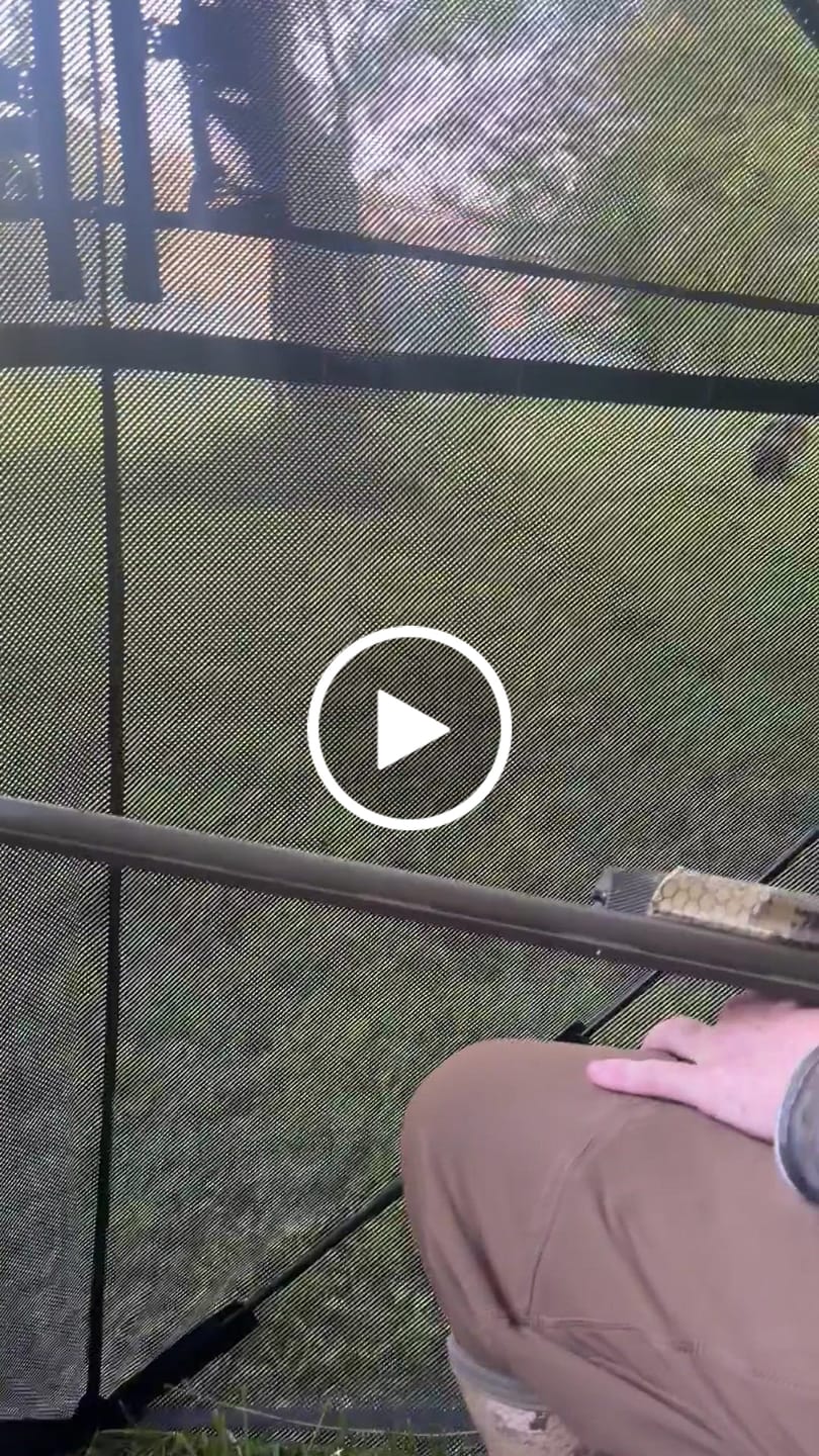 Customer video review of VisMax See Through Blind | 270° Pop Up 3-4 Man Deer Blind | Portable Ground Blind Hunting for Sale with Hunters Comfort Design