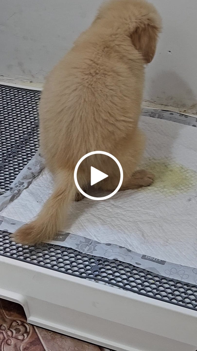 Customer video review of Weasy Cão | Banheiro inteligente para cachorro