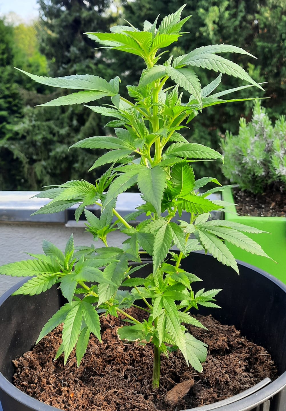 Customer photo review of Hanfstecklinge | Blackberry Moonrock