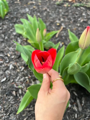 Reviewer's hand wearing the gold Layyin Ring while holding a red tulip in a garden.