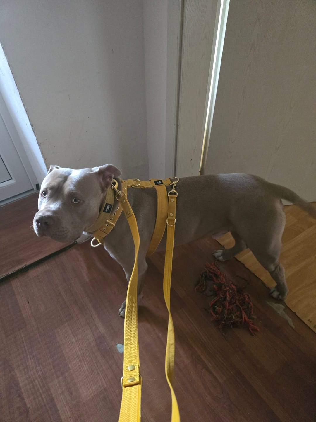 Customer photo review of Easy Walk Golden Gold Yellow - Sele med handtag