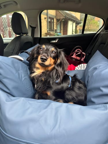 Customer photo review of The Dog Dock V2 New & Improved with ISO Fix