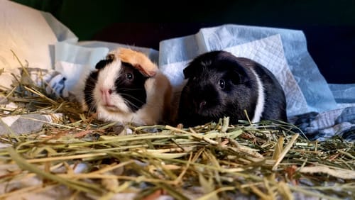 Customer photo review of Meadow Hay Box