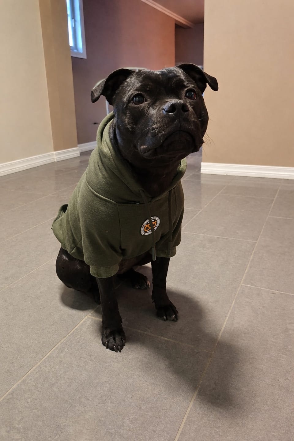 Customer photo review of Staffordshire Bull Terrier 1935® Hoodies - Green