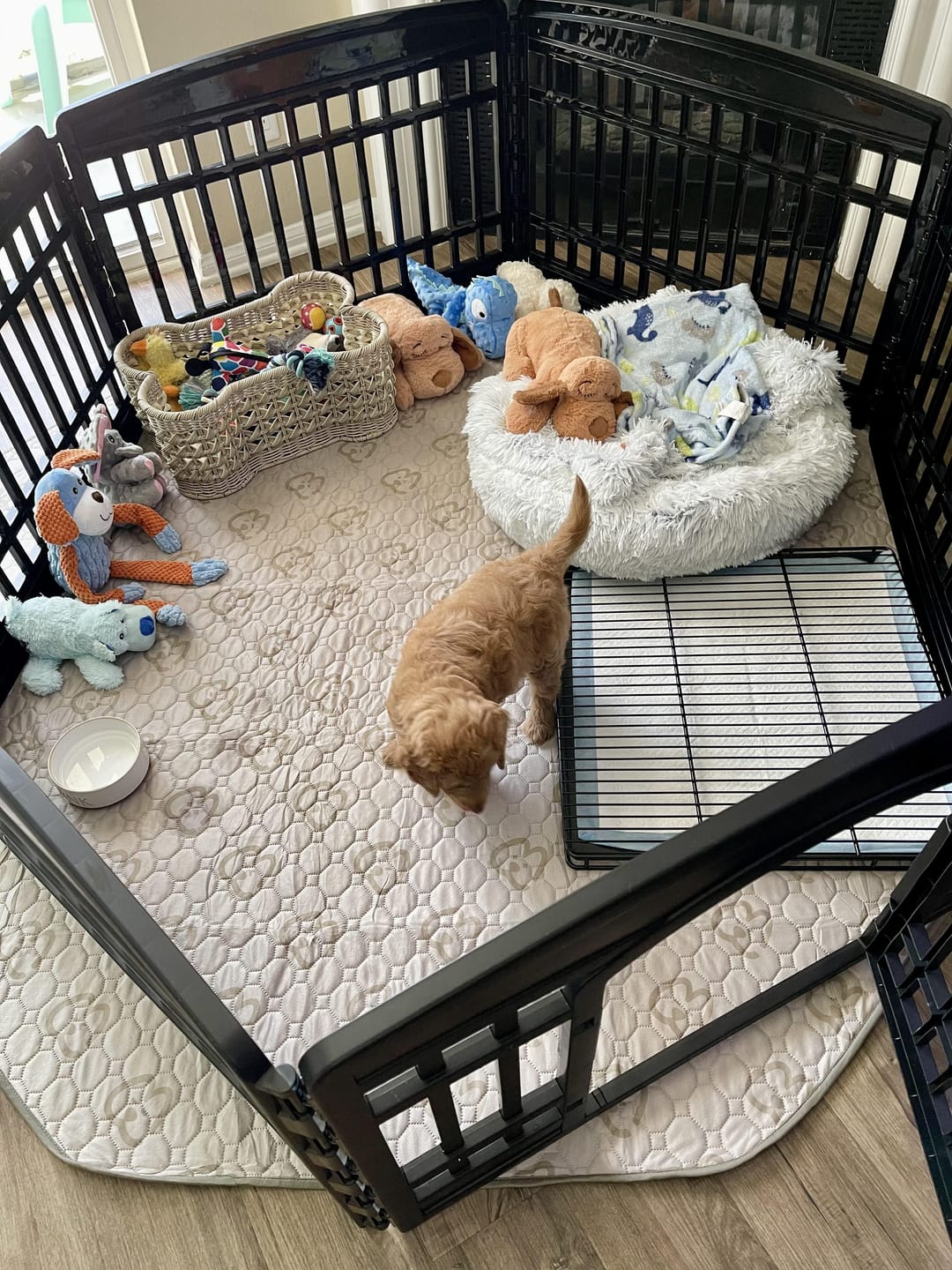 Customer photo review of Little Wolves Potty Tray 22" x 22"