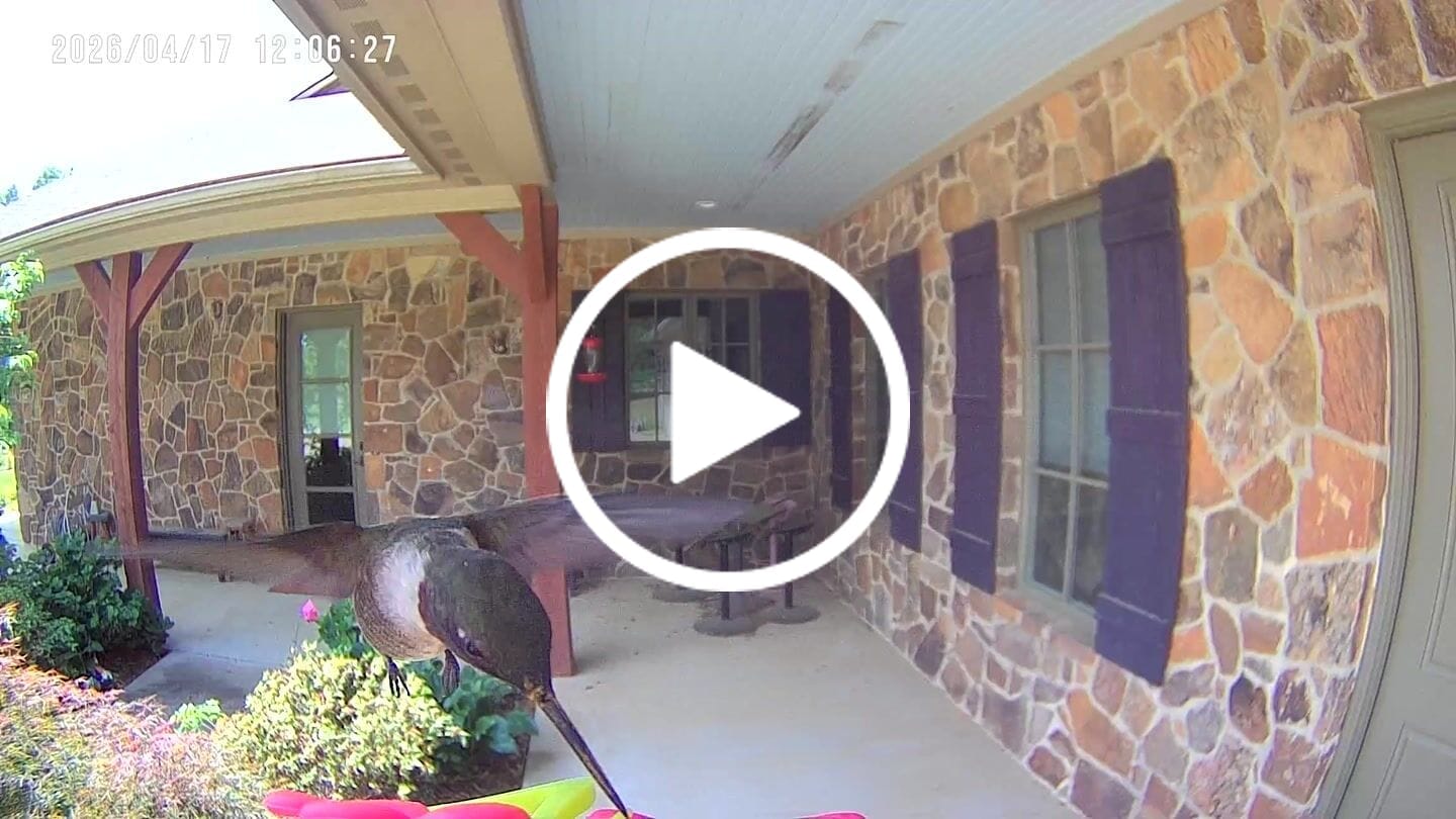 Customer video review of BirdSnap Smart Hummingbird Feeder with Camera