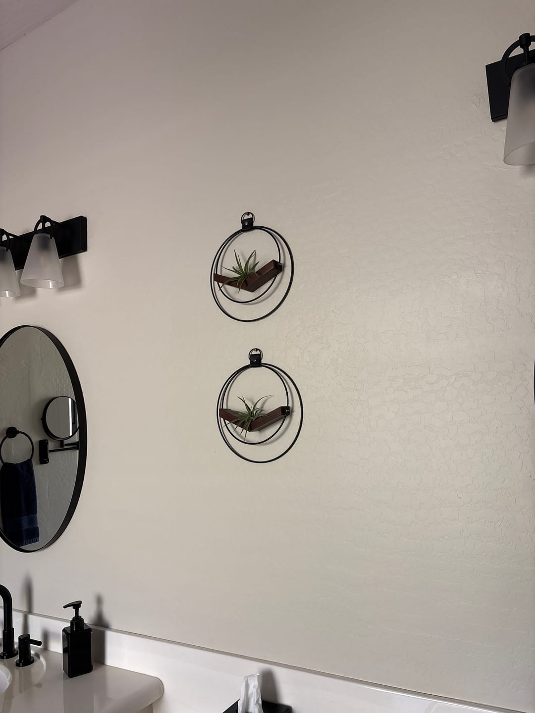 Customer photo review of Air Plant V-Hanger Duo