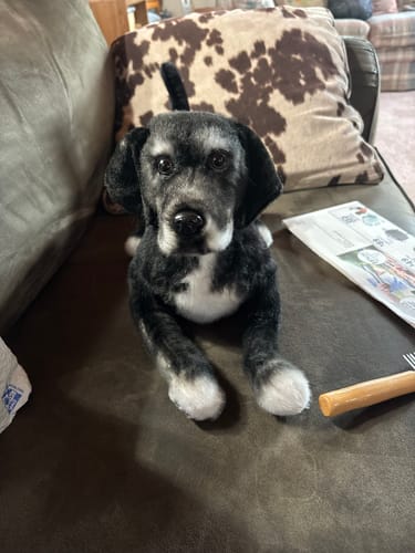 Custom Petslify plush reviewed by matthew j., handmade replica of their dog