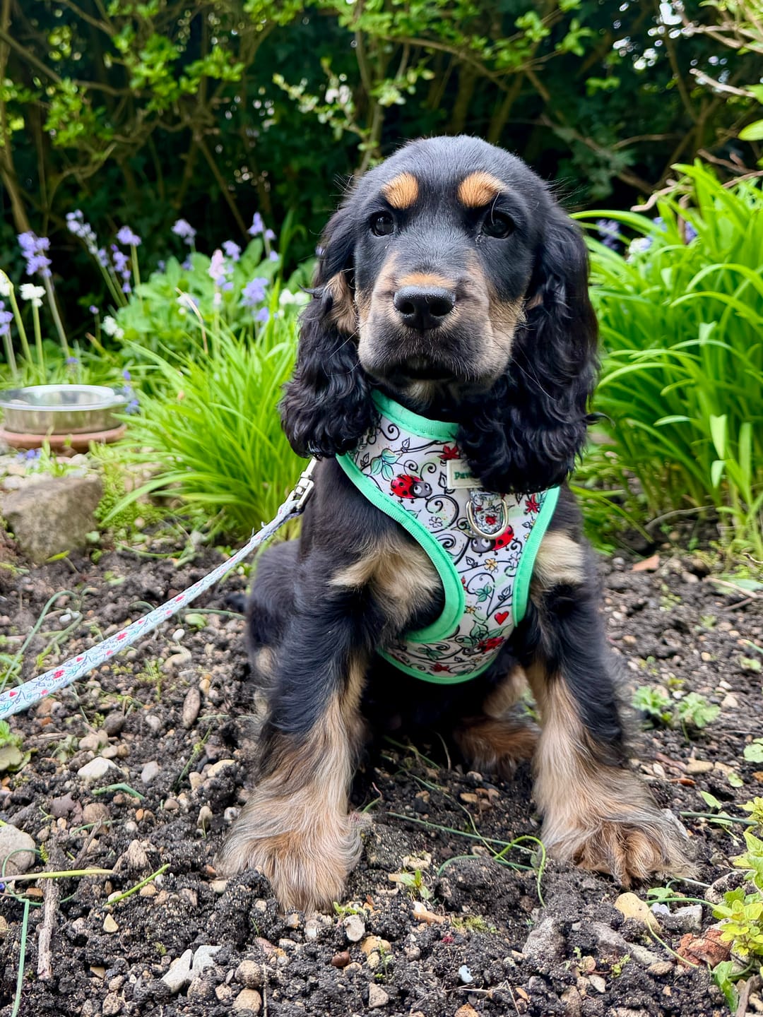 Customer photo review of Lady Bird LoveNo Pull  Adjustable Neck Harness