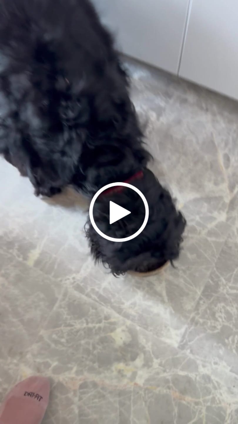 Customer video review of Welsh Lamb Dry Food