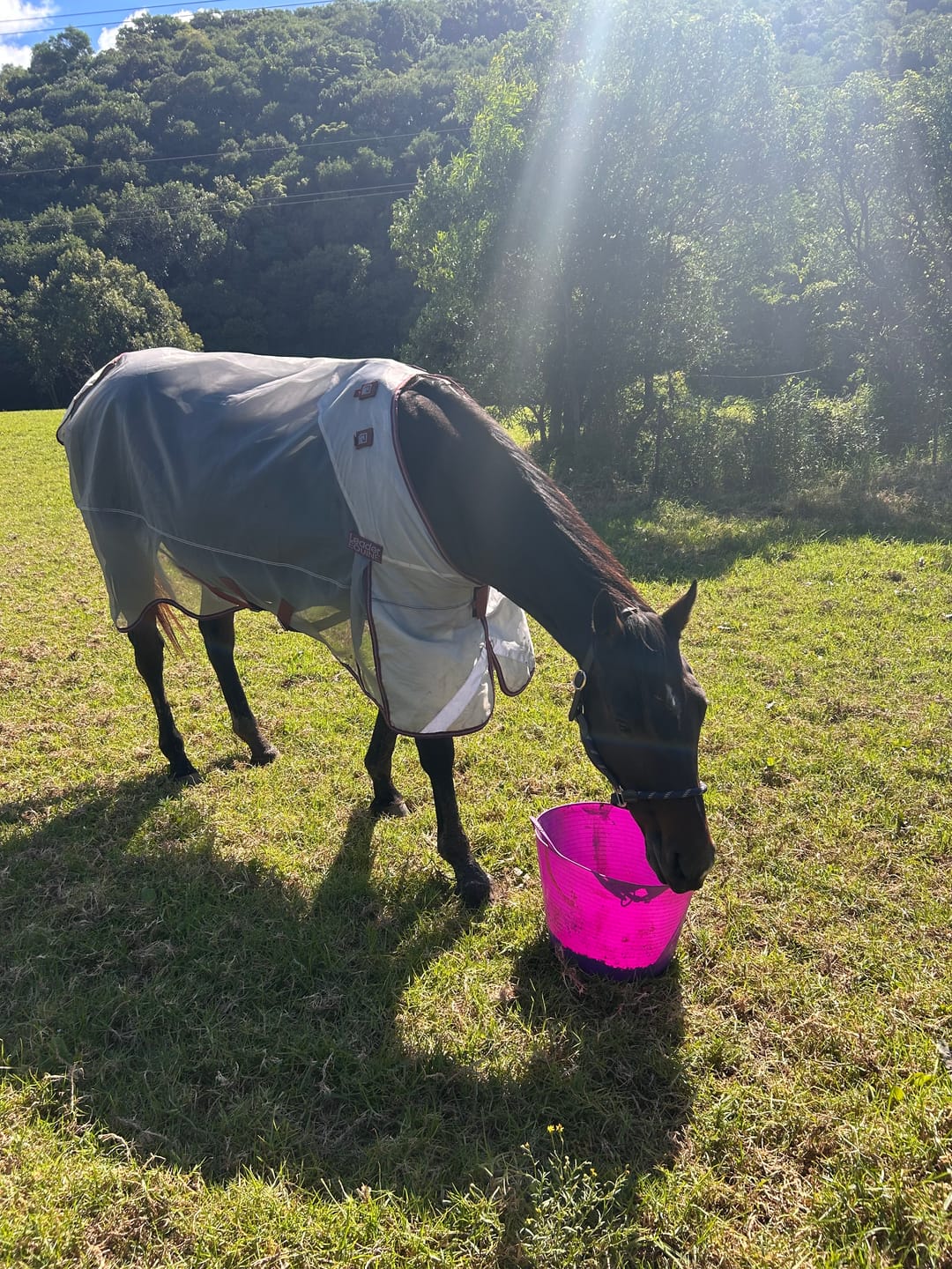 Customer photo review of LE Defender Anti-Insect Fly Rug