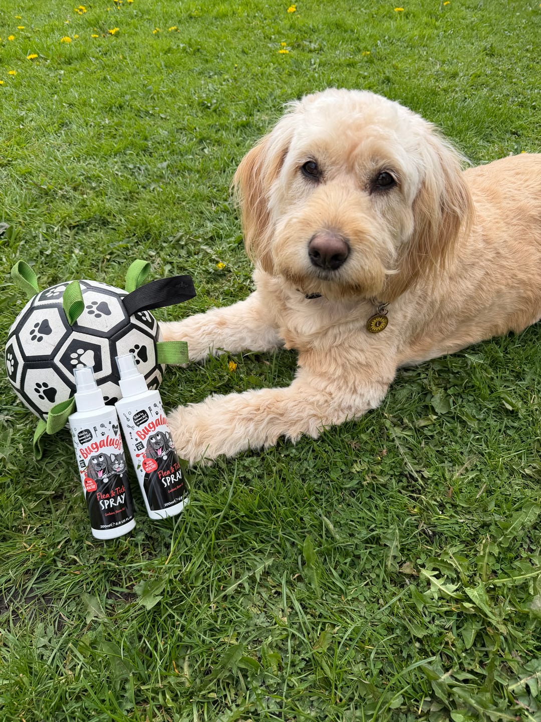 Customer photo review of Flea & Tick Spray with Neem Oil for Dogs & Cats