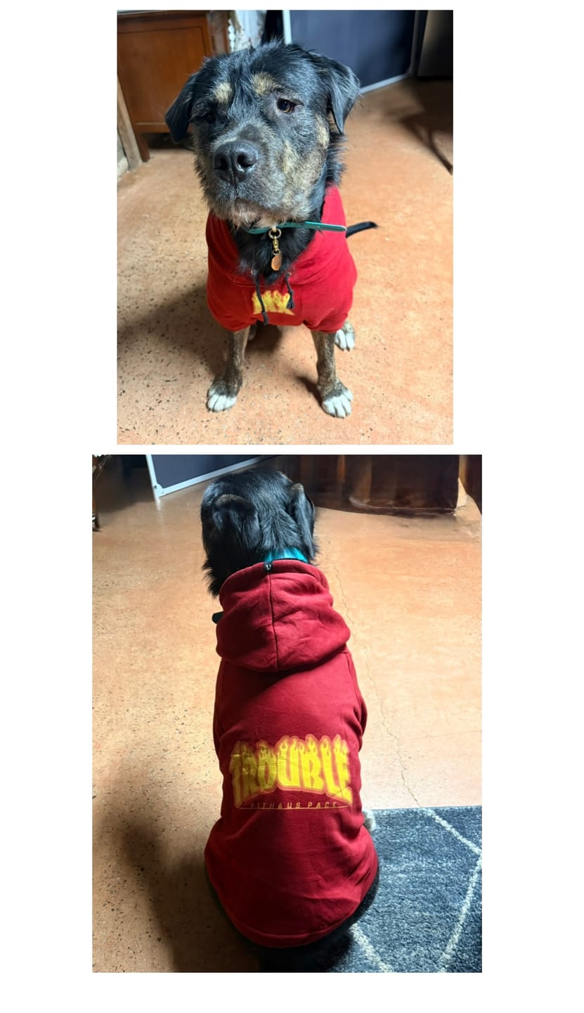 Customer photo review of Personalised Thrasher Font Dog Hoodie 🔥