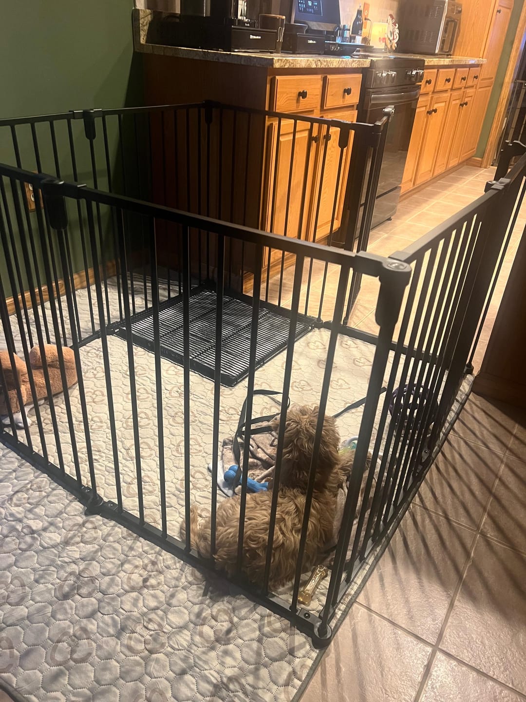 Customer photo review of Little Wolves Disposable Puppy Pads - 21" x 21" - 200 Pack