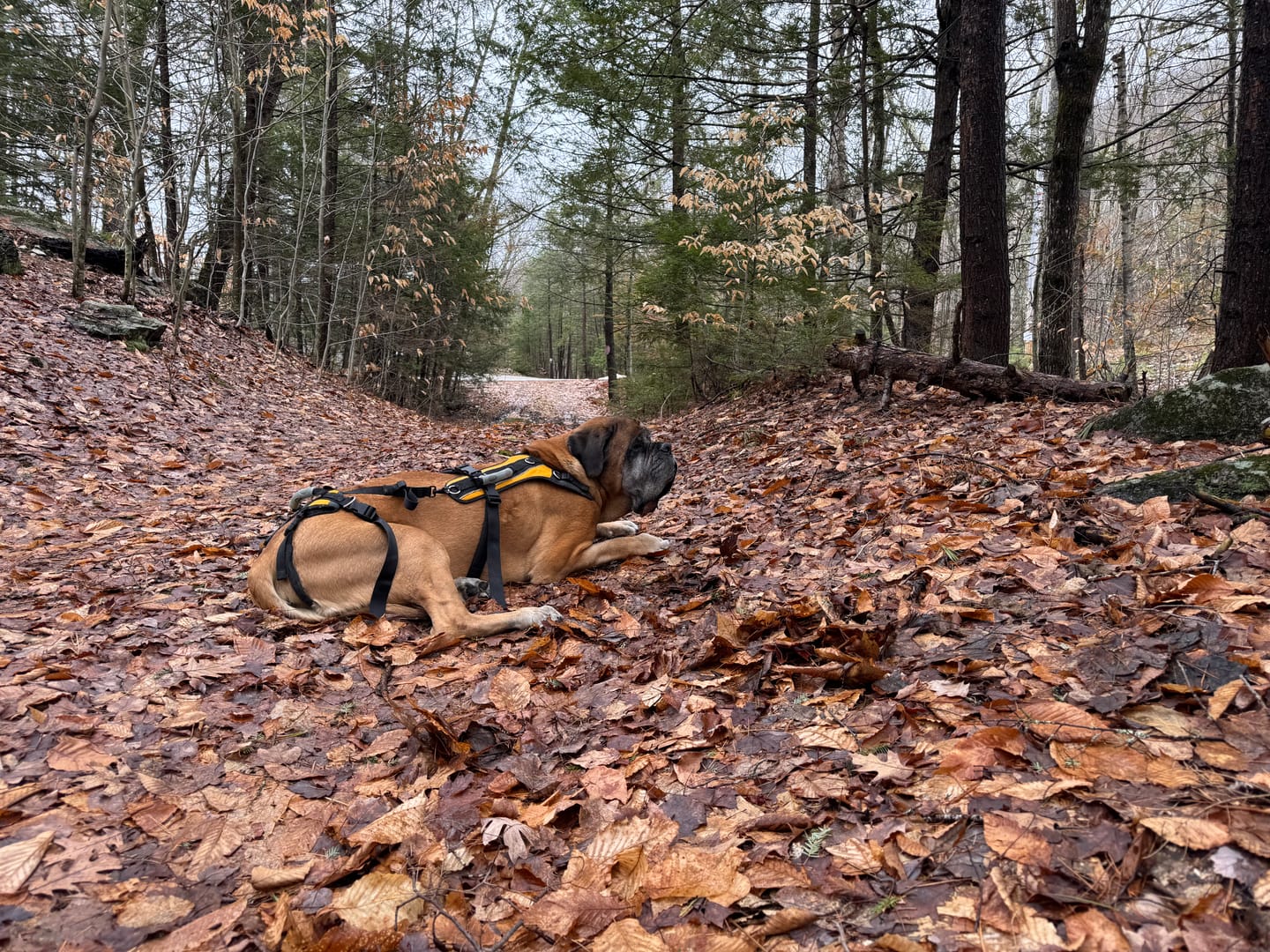 Customer photo review of WagWellie® SPORT Single