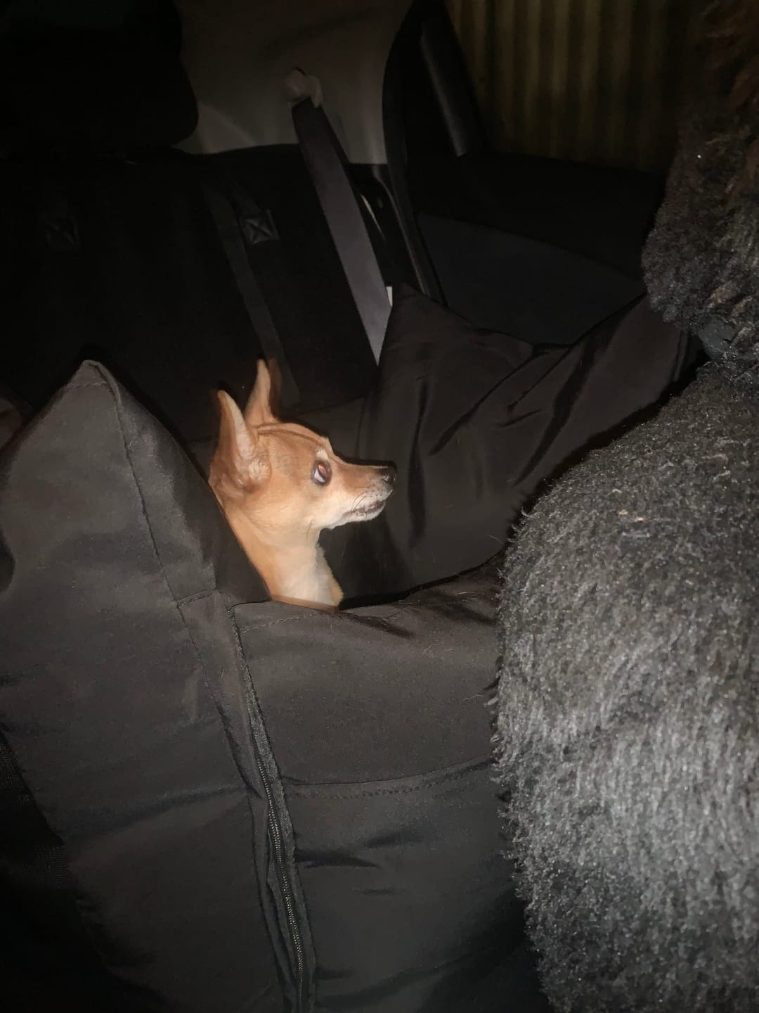 Customer photo review of Dog Car Carrier & Car Seat Carry Bag for Travel
