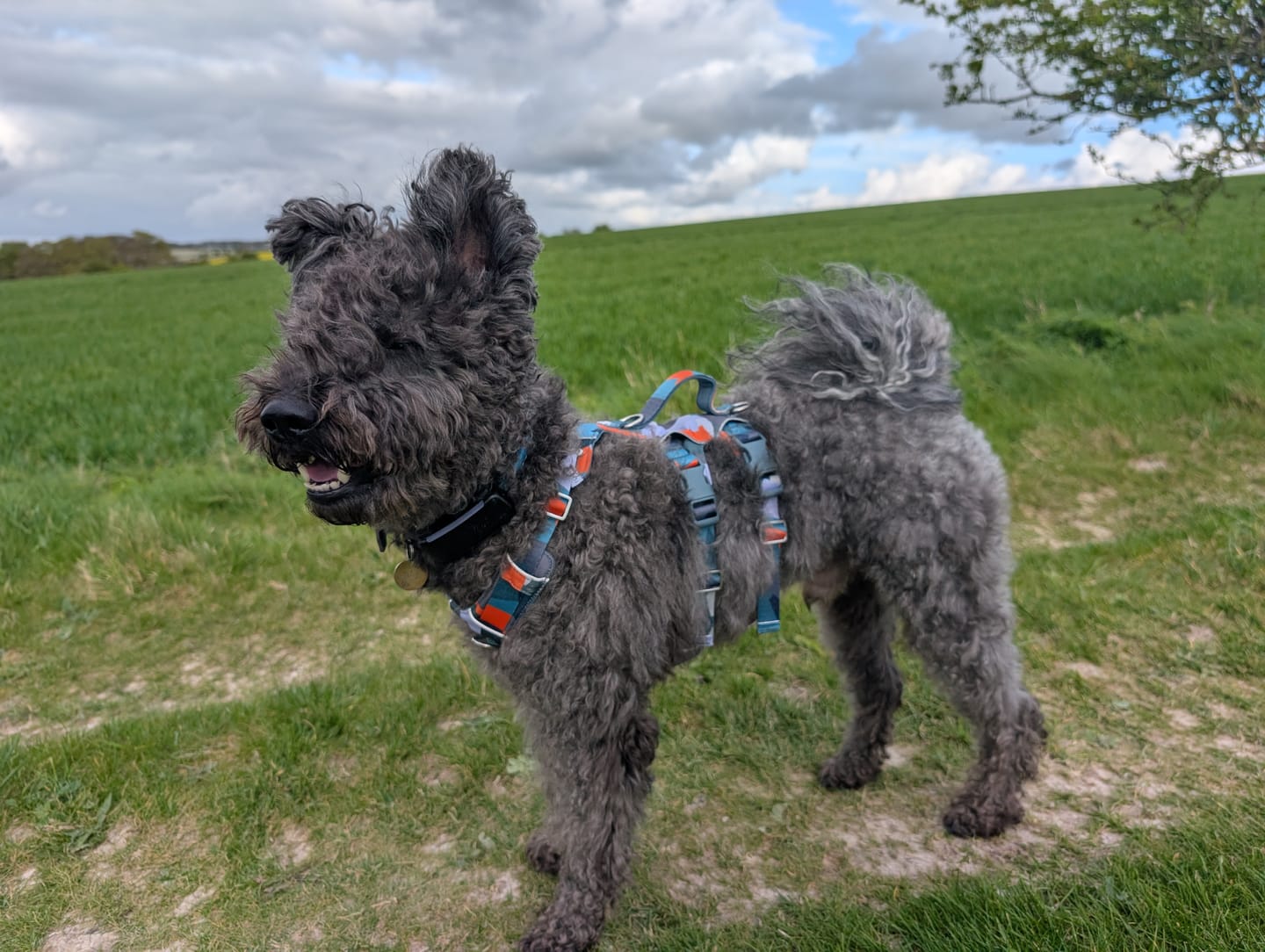 Customer photo review of Scramble Harness