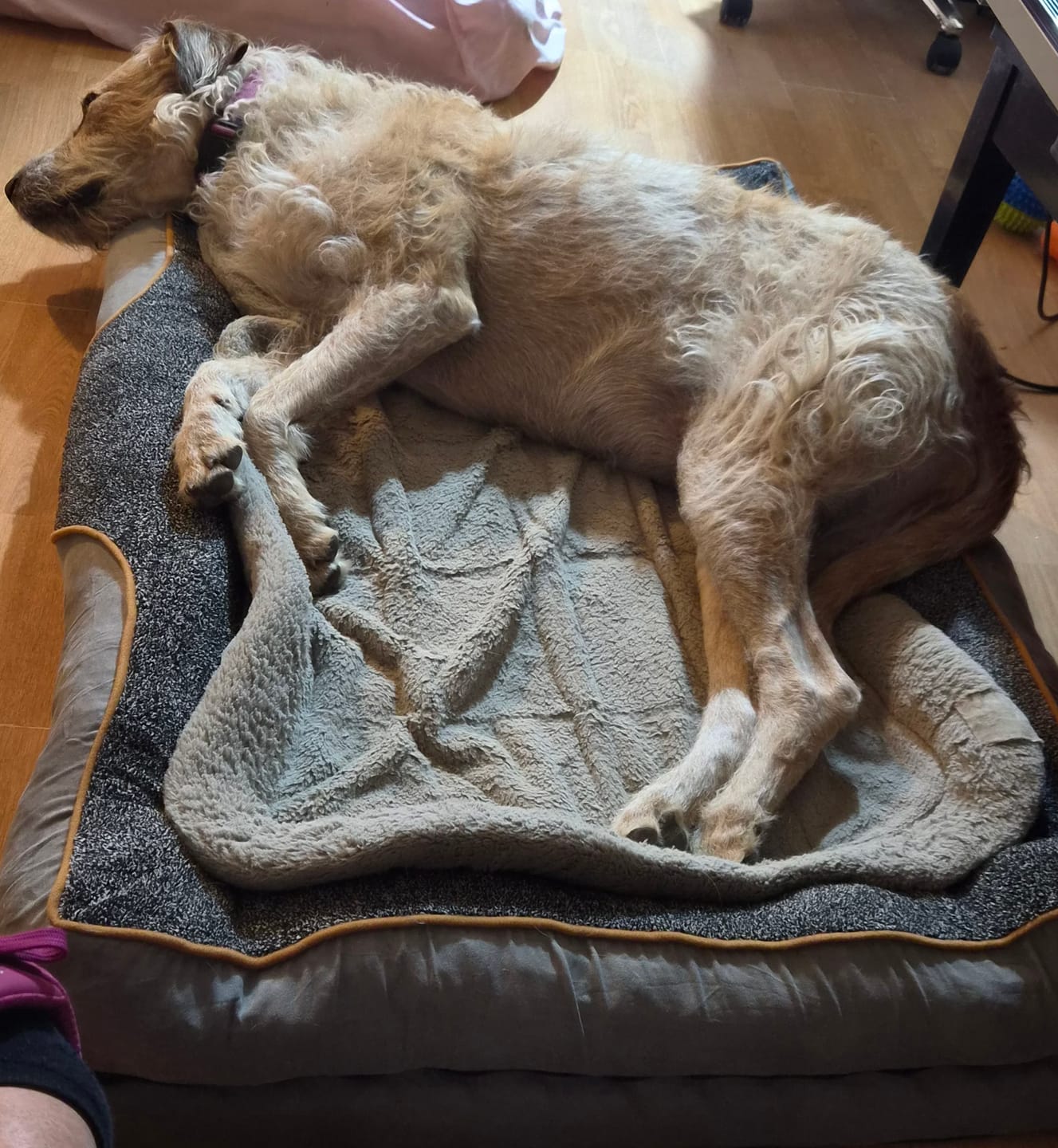 Customer photo review of Pets Gear Orthopedic Dog Bed