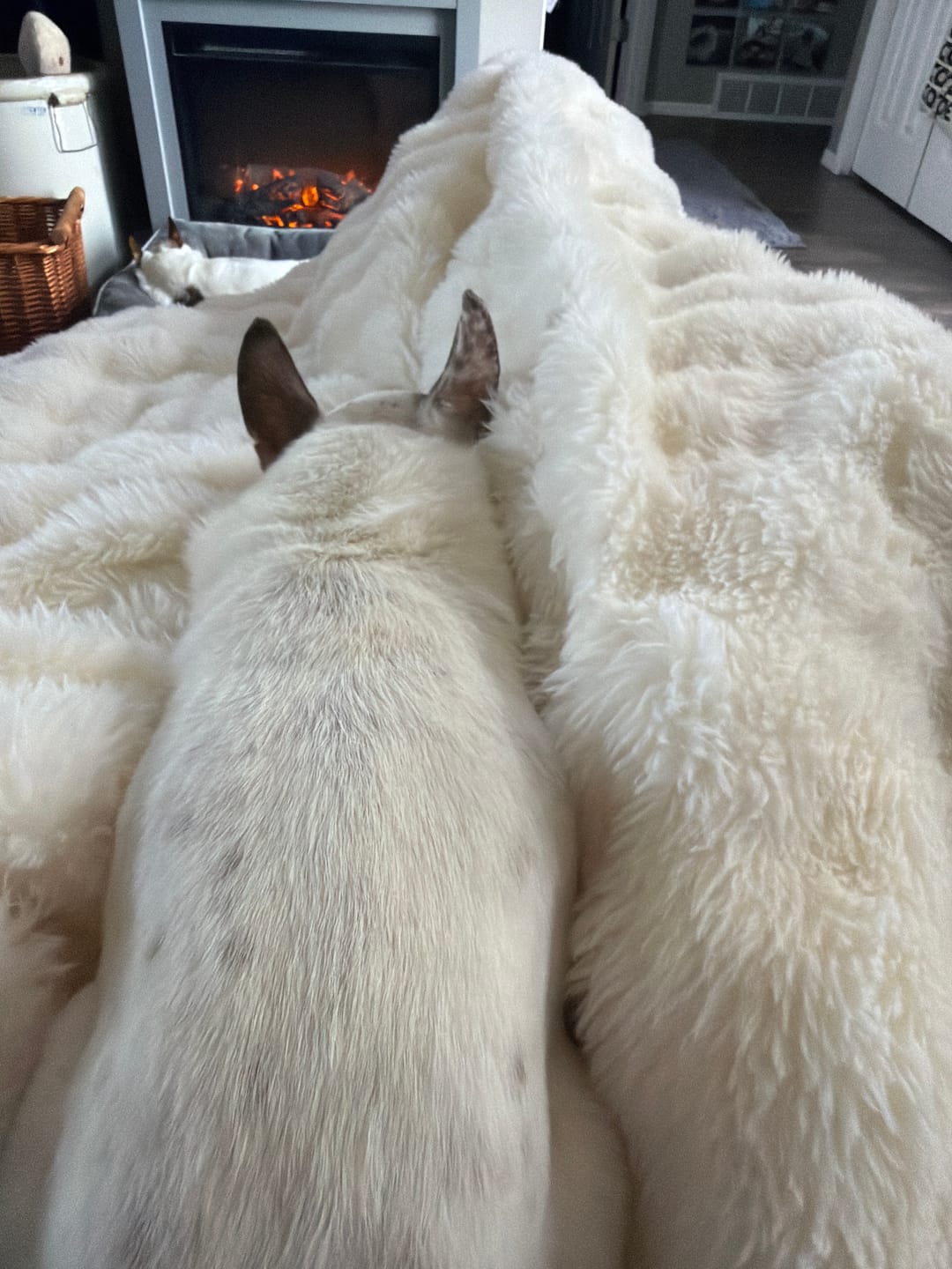 Customer photo review of Cloud Throw Blanket