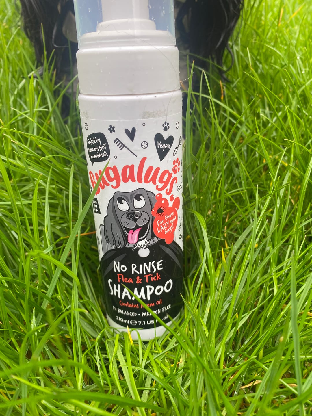 Customer photo review of No Rinse Flea & Tick Shampoo for Dogs